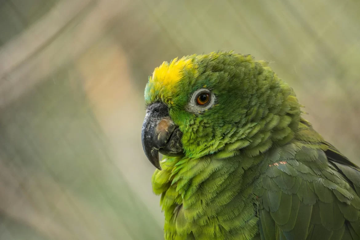 exotische huisdieren